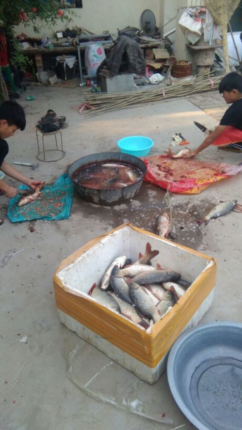 豫选黄河鲤鱼食用1~2公斤