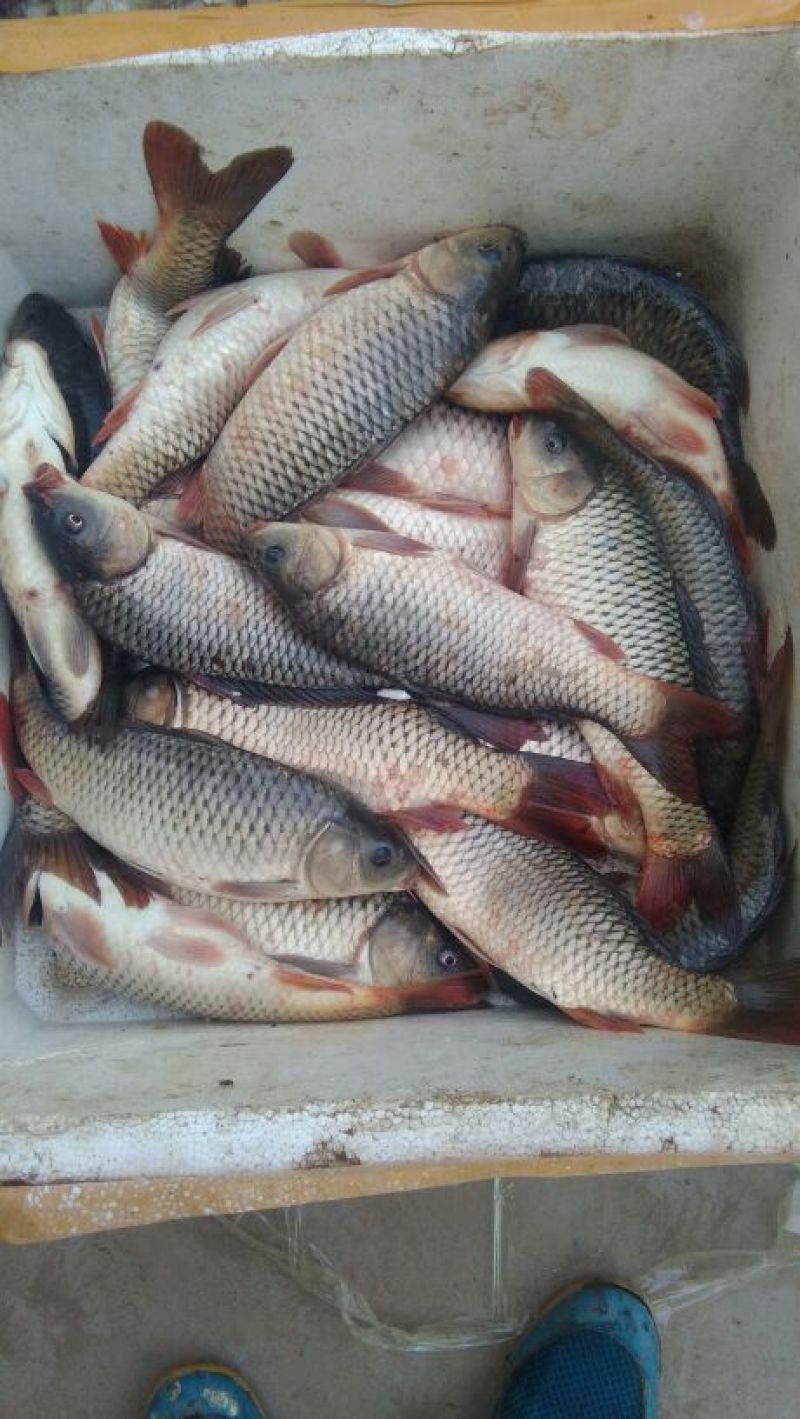 豫选黄河鲤鱼食用1~2公斤