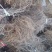 红阳猕猴桃苗实生苗徐香猕猴桃苗嫁接苗
