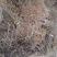 红阳猕猴桃苗实生苗徐香猕猴桃苗嫁接苗
