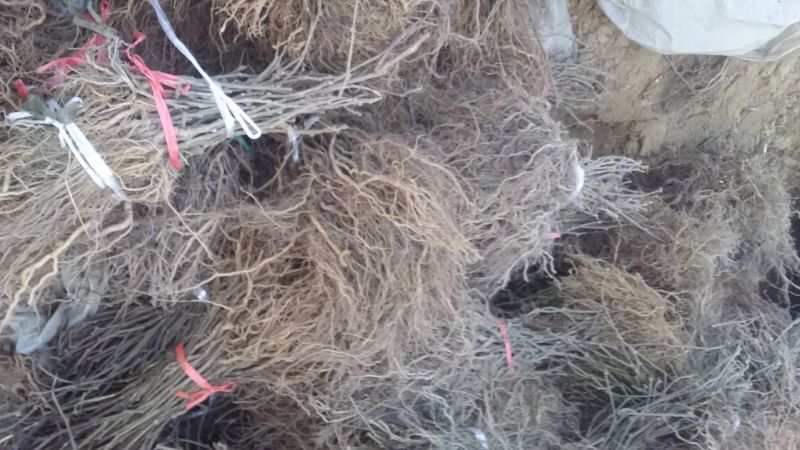 红阳猕猴桃苗实生苗徐香猕猴桃苗嫁接苗