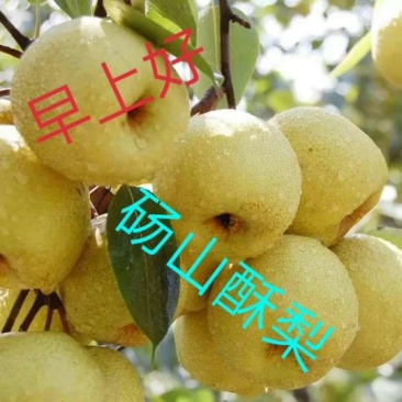 砀山梨光果550~600g