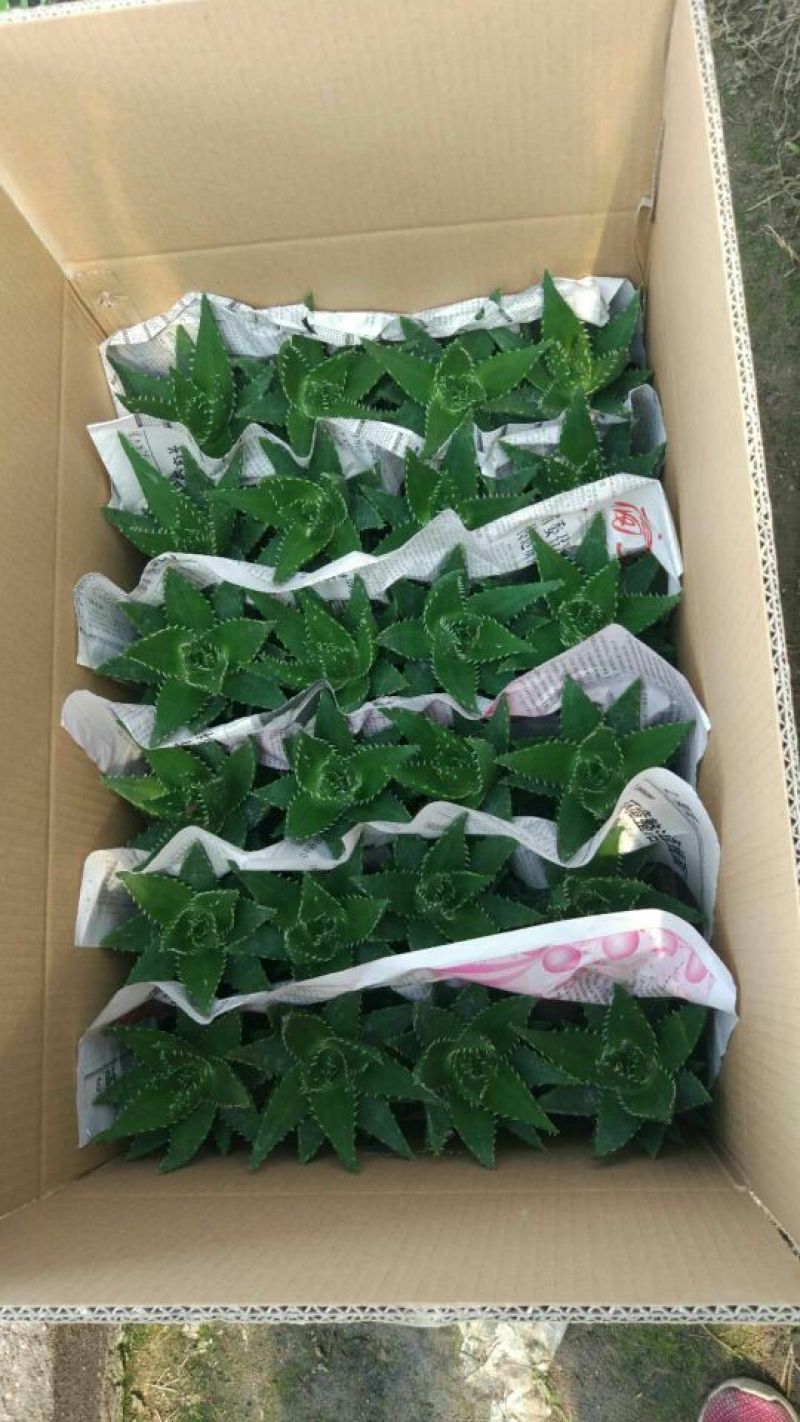 多肉植物带盆栽好