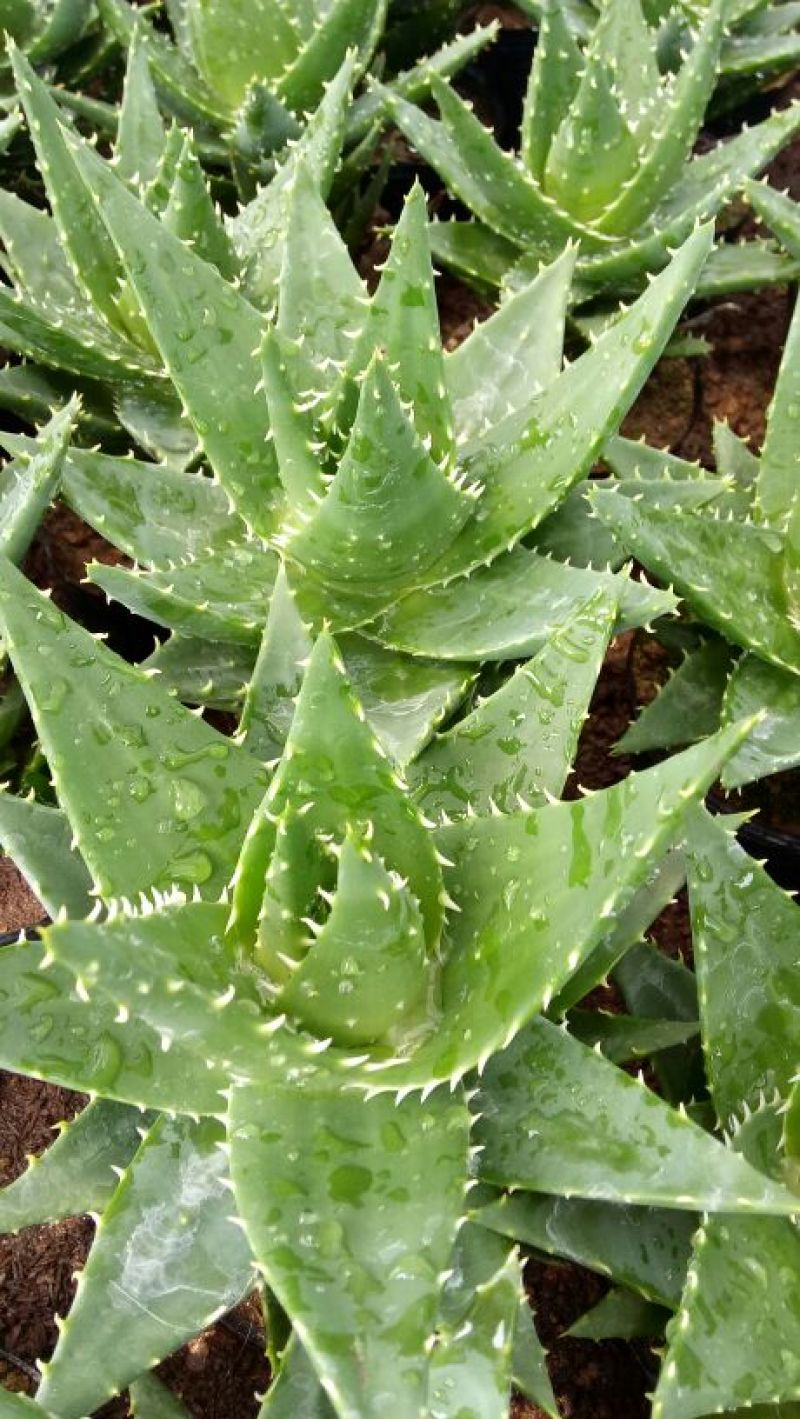 多肉植物带盆栽好