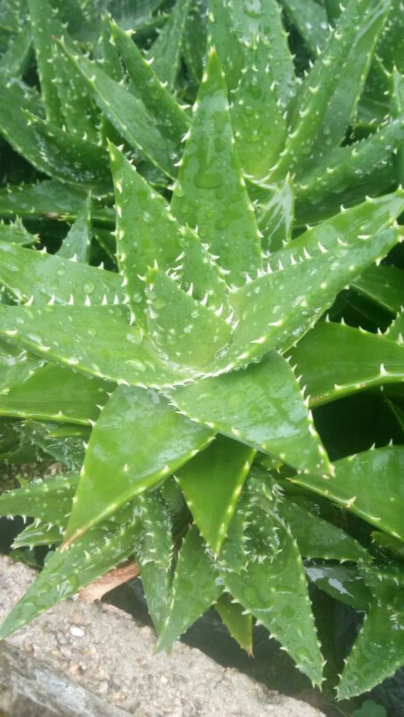 多肉植物带盆栽好