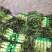 精品尖叶莴笋红叶莴笋莴苣大量供应可视频看货欢迎来电