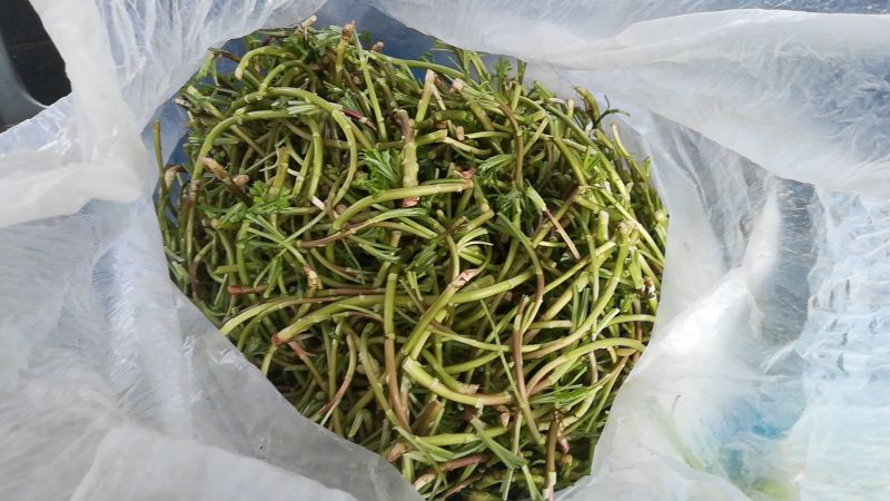 芦篙
