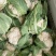 湖北菜花2~3斤紧花乳白产地直供，按客户要求打包上车