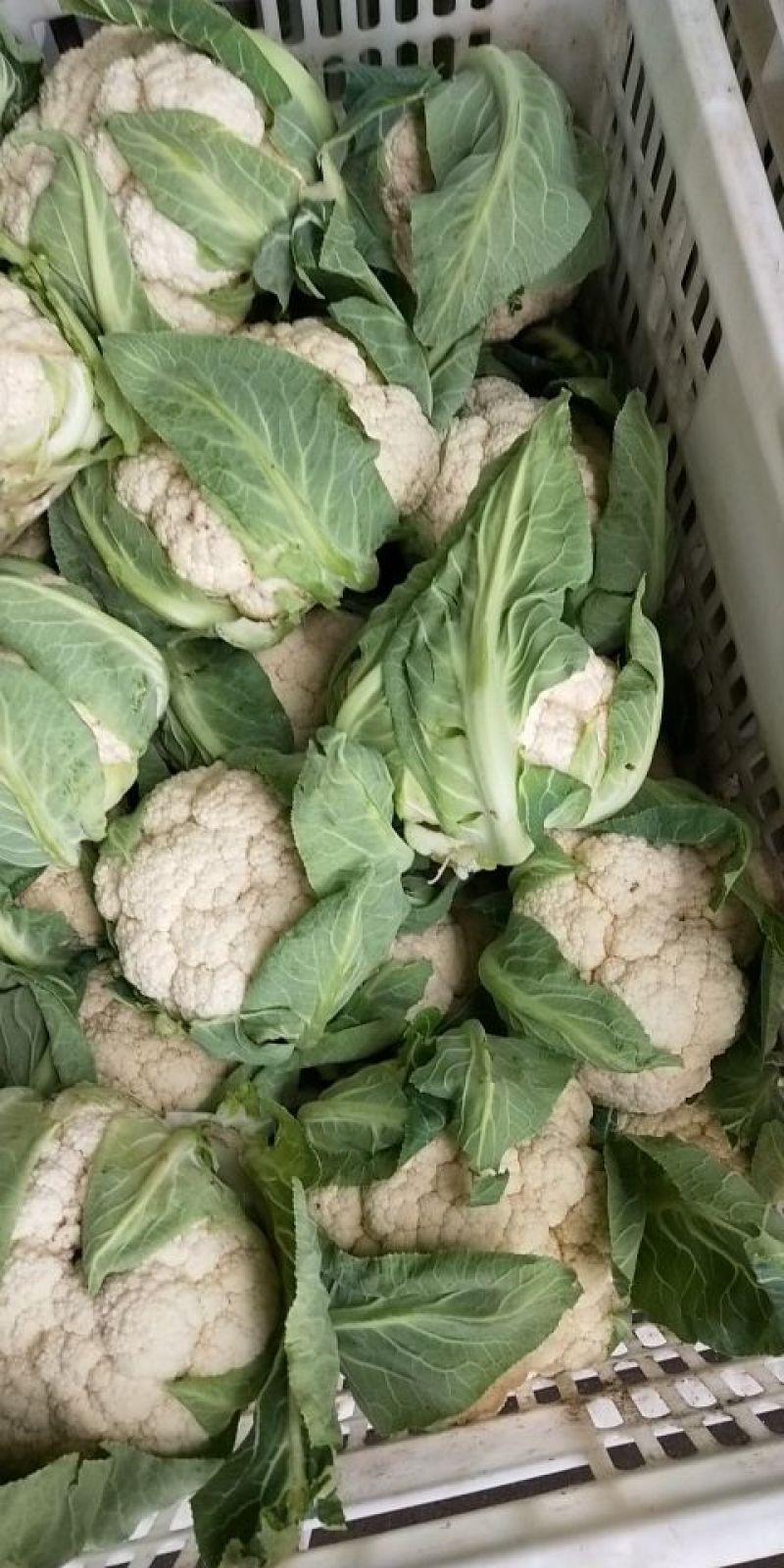 湖北菜花2~3斤紧花乳白产地直供，按客户要求打包上车