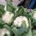湖北菜花2~3斤紧花乳白产地直供，按客户要求打包上车