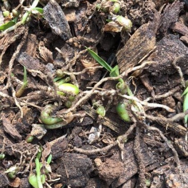 云南纯紫花三叉白芨直播一年小苗5分钱一棵一公斤5000棵
