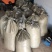 云南纯紫花三叉白芨直播一年小苗5分钱一棵一公斤5000棵