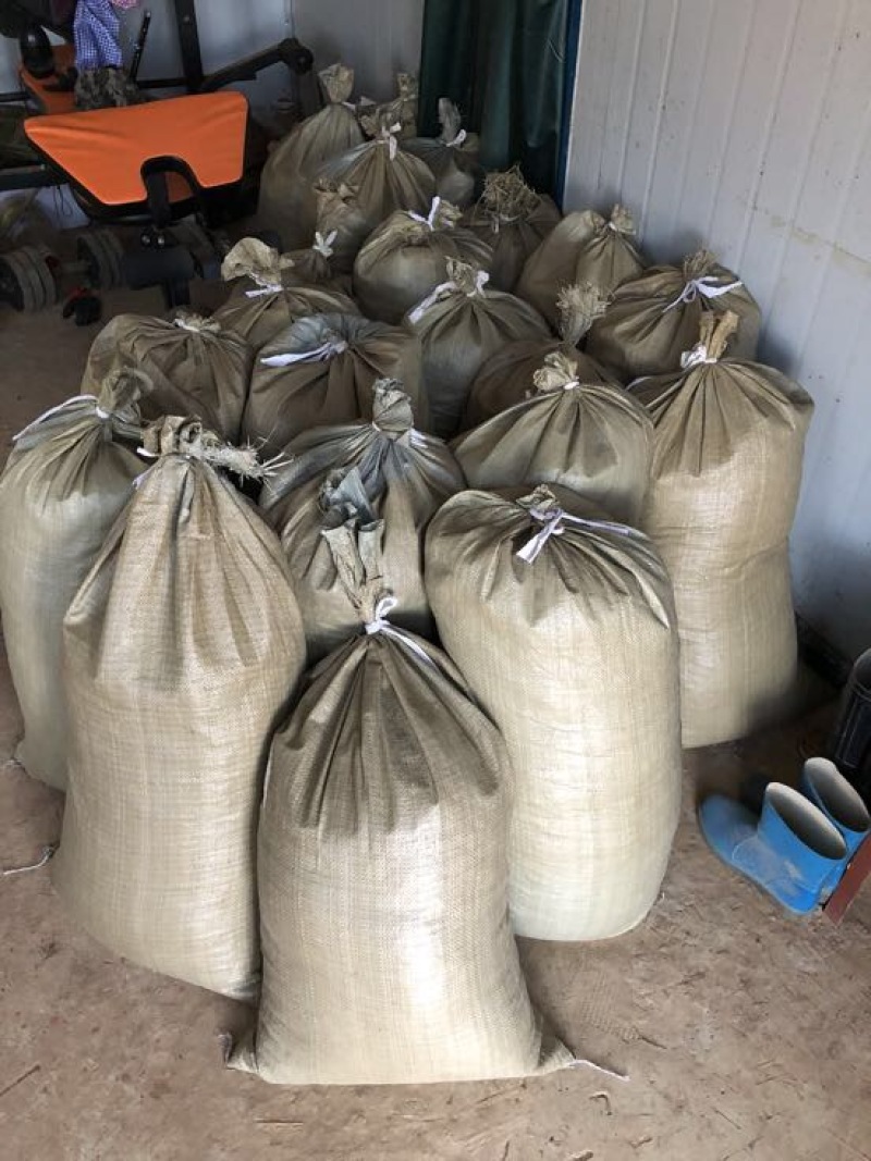 云南纯紫花三叉白芨直播一年小苗5分钱一棵一公斤5000棵