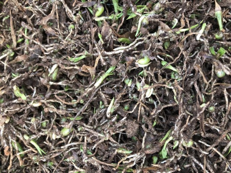 云南纯紫花三叉白芨直播一年小苗5分钱一棵一公斤5000棵