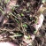 云南纯紫花三叉白芨直播一年小苗5分钱一棵一公斤5000棵