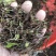 云南纯紫花三叉白芨直播一年小苗5分钱一棵一公斤5000棵