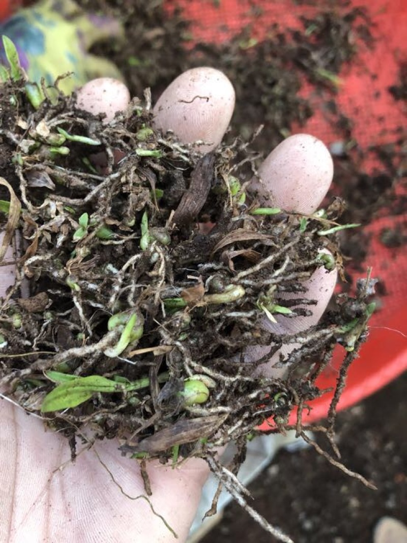 云南纯紫花三叉白芨直播一年小苗5分钱一棵一公斤5000棵