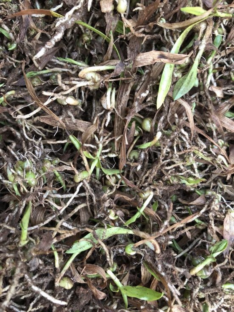 云南纯紫花三叉白芨直播一年小苗5分钱一棵一公斤5000棵
