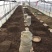 云南纯紫花三叉白芨直播一年小苗5分钱一棵一公斤5000棵