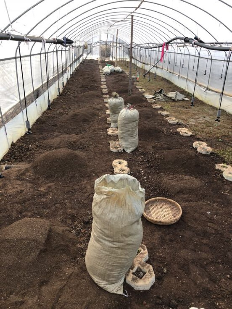 云南纯紫花三叉白芨直播一年小苗5分钱一棵一公斤5000棵