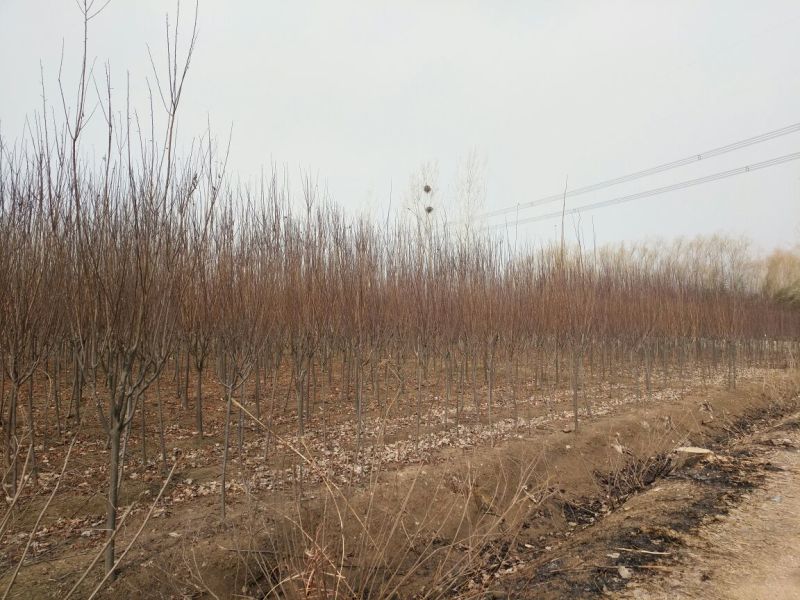 红叶李