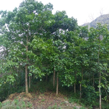 秋枫261~300cm