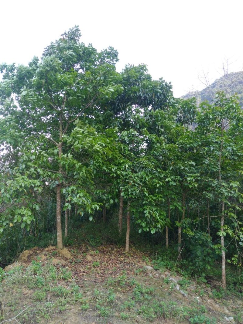秋枫261~300cm