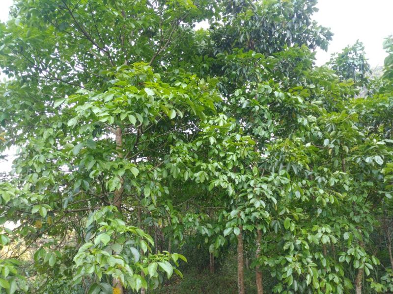 秋枫261~300cm
