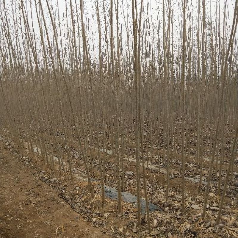 杨树苗2公分