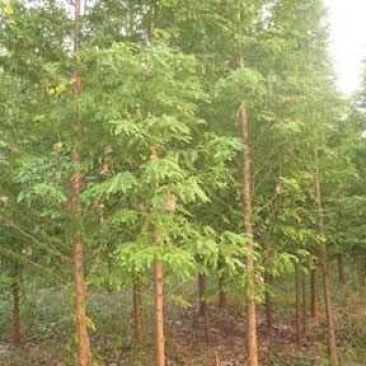 杉树10cm以下水杉，树形好，数量大