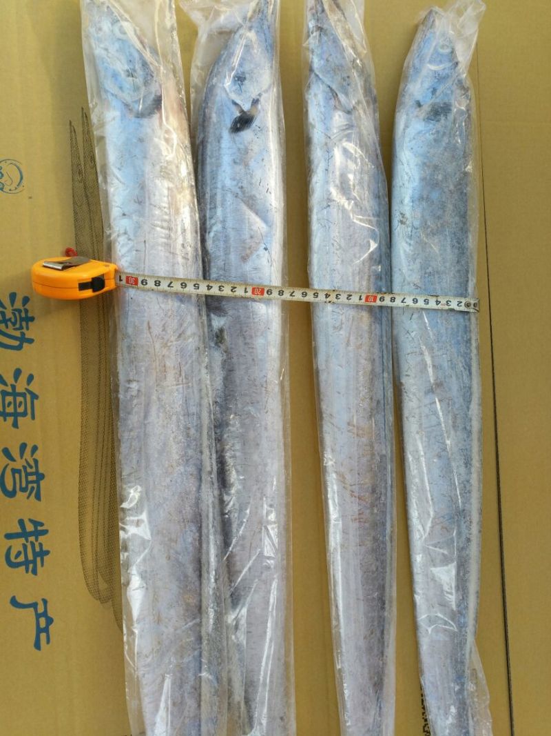 带鱼正宗渤海湾刀鱼