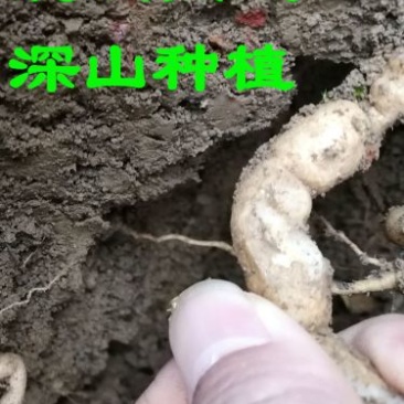 巴戟天老货