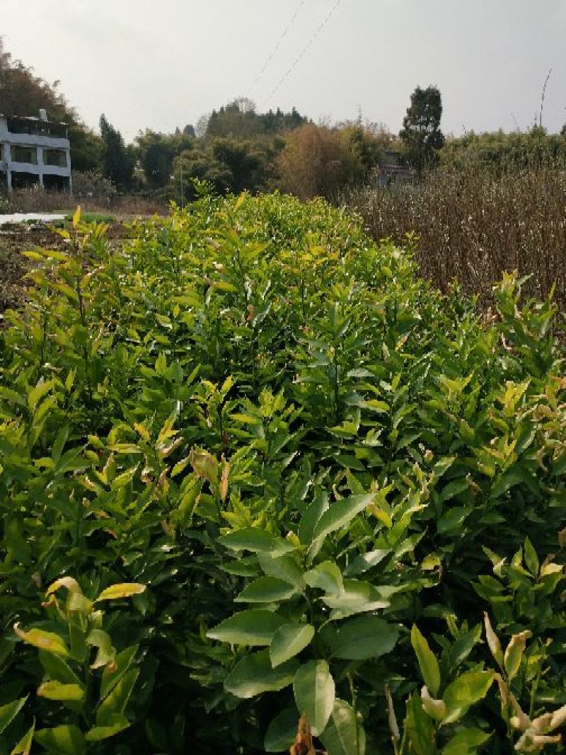 脆红李子树苗50~100cm