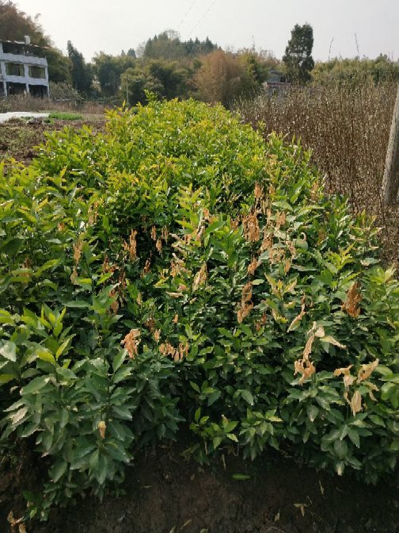 脆红李子树苗50~100cm
