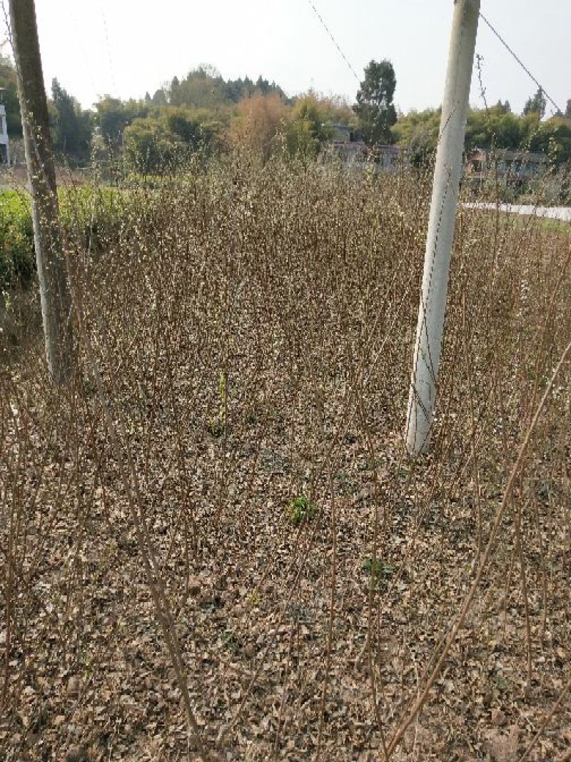 脆红李子树苗50~100cm
