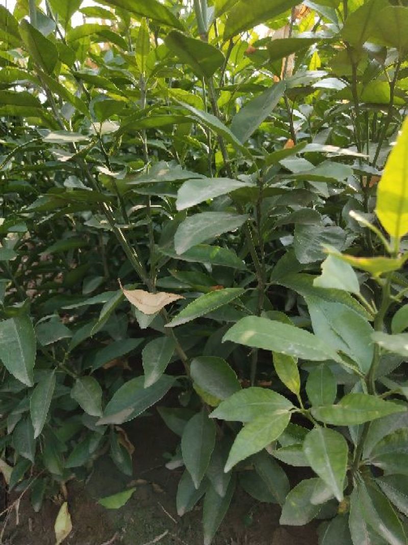 脆红李子树苗50~100cm