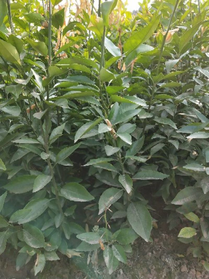 脆红李子树苗50~100cm
