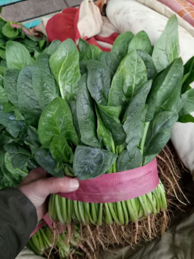 精品大叶菠菜支持各种包装