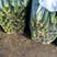 刺黄瓜干花带刺25公分以上，有需要联系