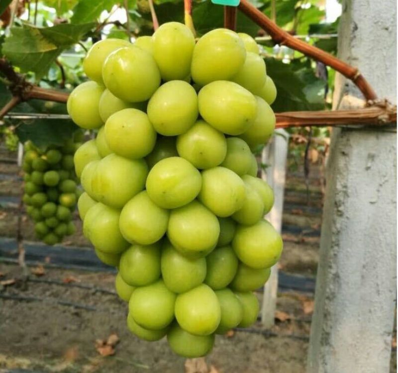 阳光玫瑰葡萄苗，一年苗30~50cm，保证纯度假一赔十