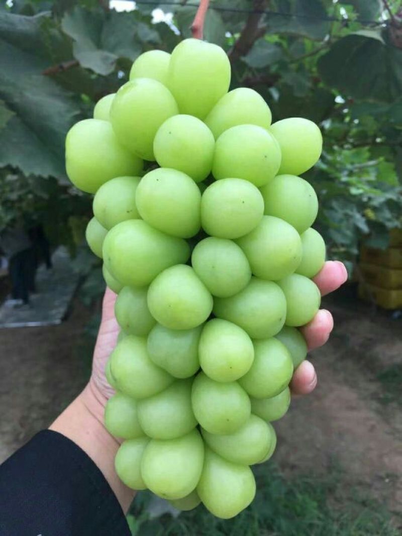 阳光玫瑰葡萄苗，一年苗30~50cm，保证纯度假一赔十
