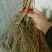 阳光玫瑰葡萄苗，一年苗30~50cm，保证纯度假一赔十