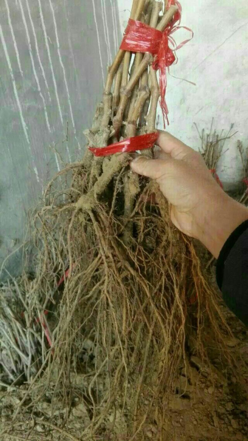 阳光玫瑰葡萄苗，一年苗30~50cm，保证纯度假一赔十