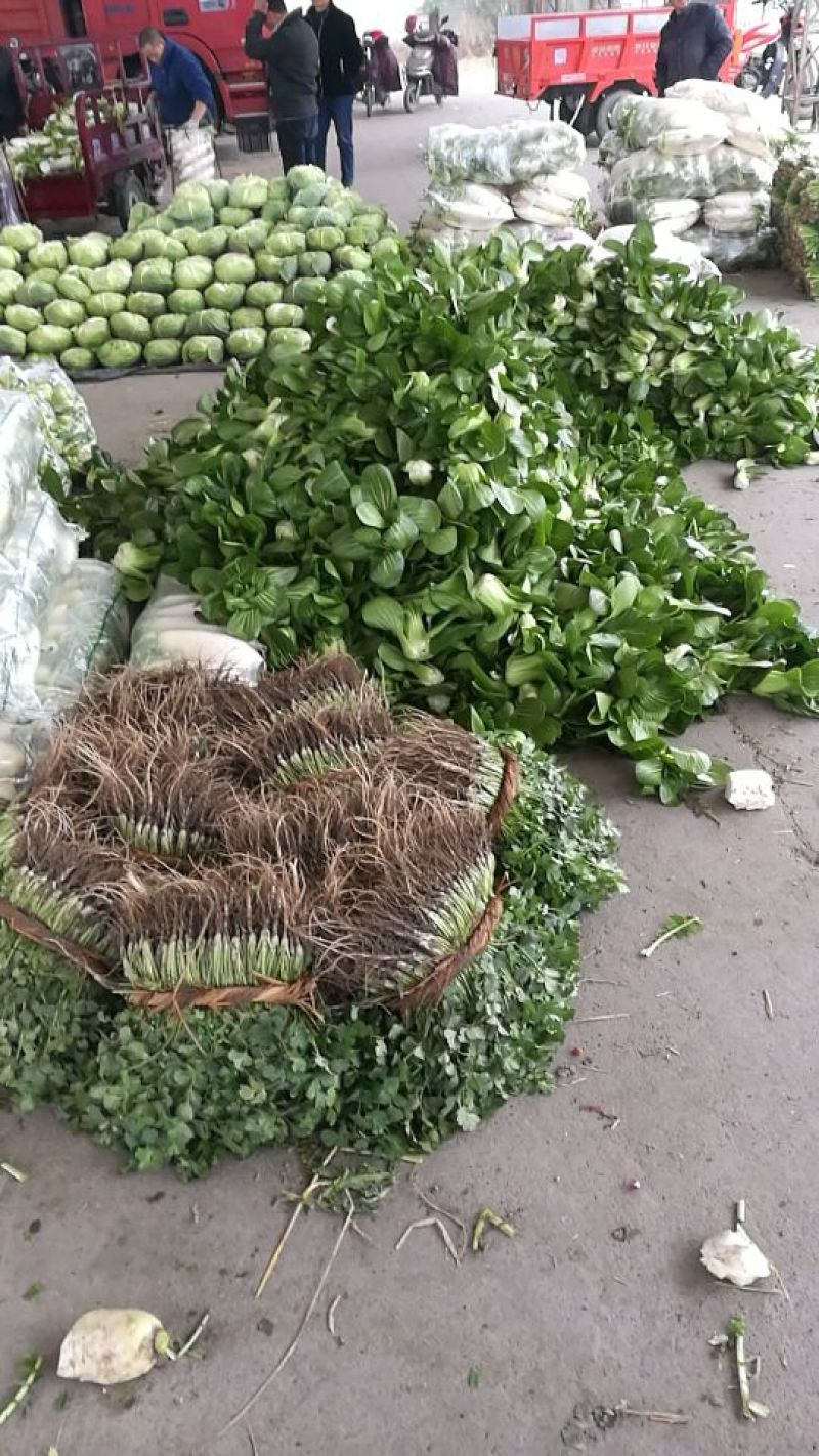 大叶香菜20~30厘米，大量上市，可供电商平台，超市