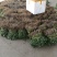 大叶香菜20~30厘米，大量上市，可供电商平台，超市