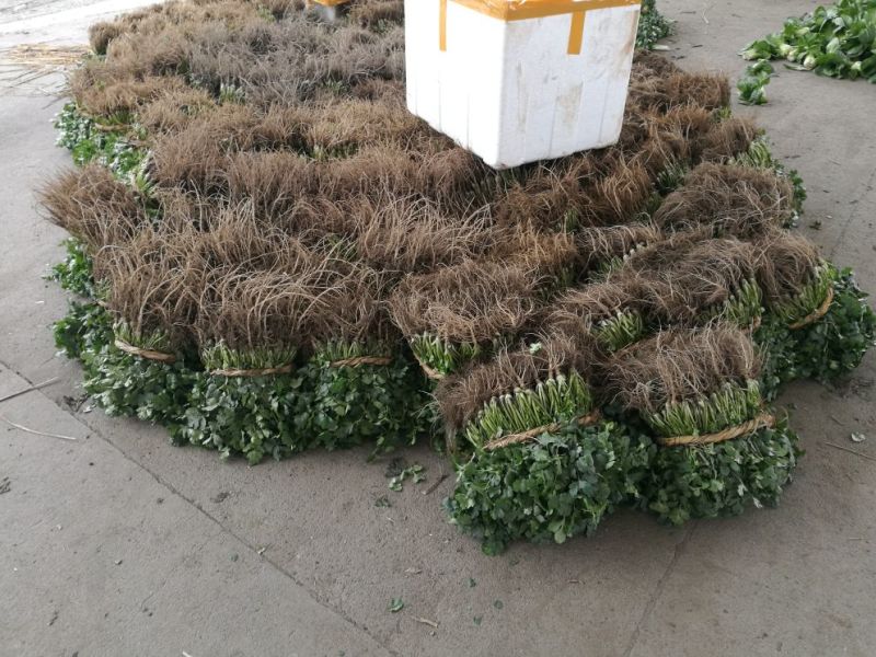大叶香菜20~30厘米，大量上市，可供电商平台，超市