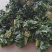 大叶菠菜25~30厘米，叶子绿，颜色好，耐运输