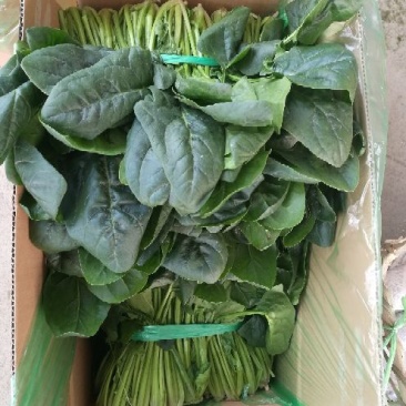 大叶菠菜25~30厘米，叶子绿，颜色好，耐运输