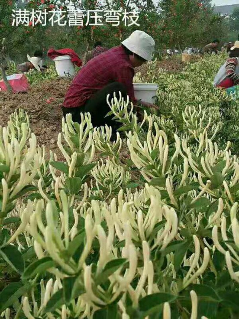金银花苗有四季花和百花一号，，现挖现发货，成活率高，