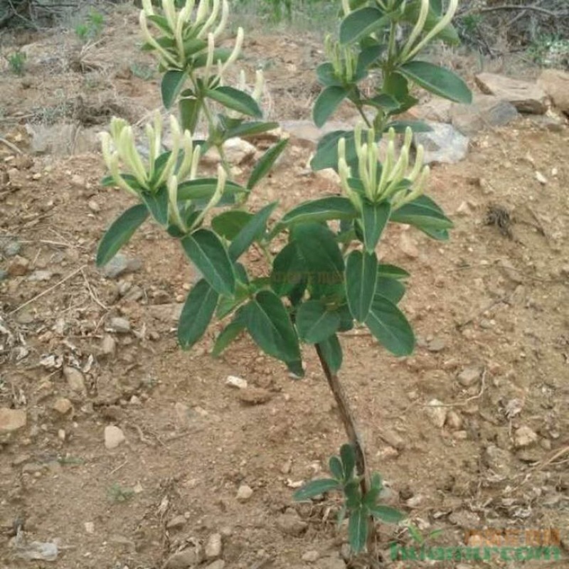 金银花苗有四季花和百花一号，，现挖现发货，成活率高，